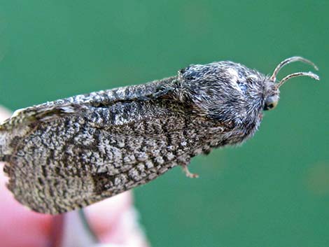 Prominents (Notodontidae)