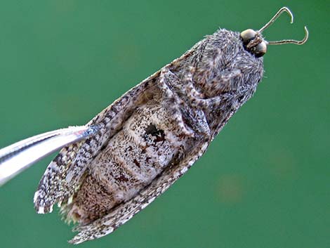 Prominents (Notodontidae)