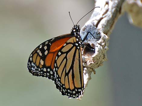 Monarch (Danus plexippus)