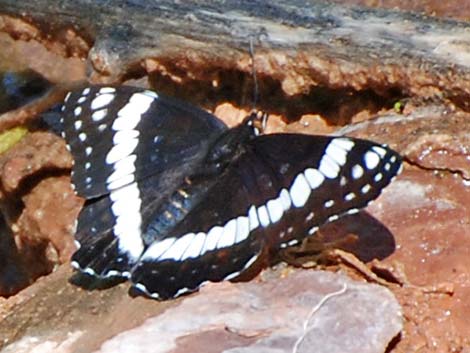 Weidemeyer's Admiral (Limenitis weidemeyerii)