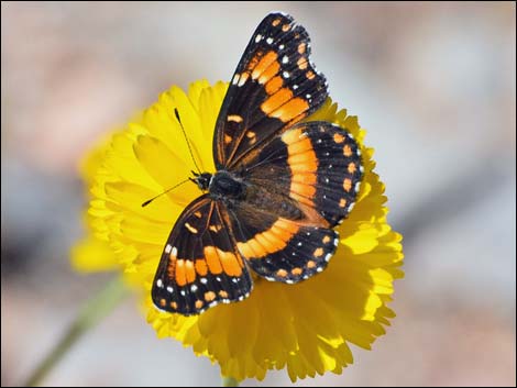 California Patch (Chlosyne californica)