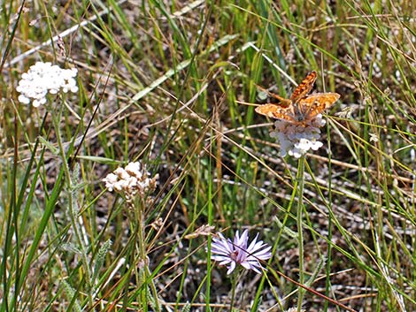 Northern Checkerspot (Chlosyne palla)