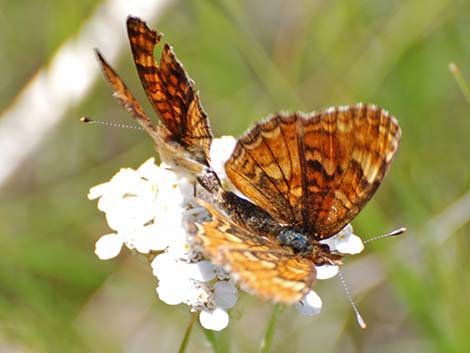 Northern Checkerspot (Chlosyne palla)