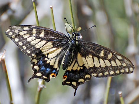 Black Swallowtail (Papilio polyxenes)