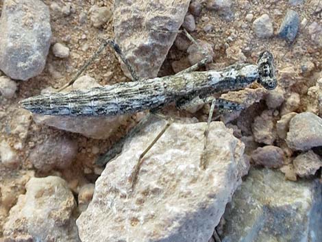 Small Ground Mantid (Litaneutria minor)