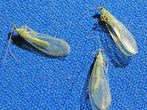 Green Lacewings (Chrysopidae)