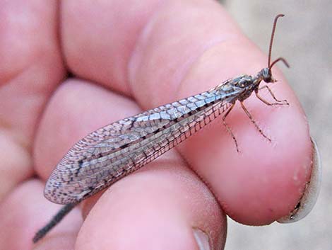 Antlions (Family Myrmeleontidae)