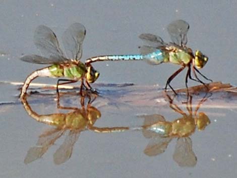 Common Green Darner (Anax junius)