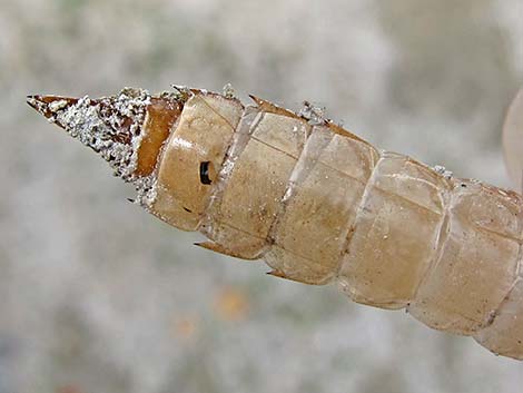 Common Green Darner (Anax junius)