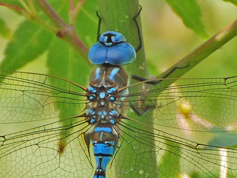 Blue-eyed Darner (Rhionaeschna multicolor)