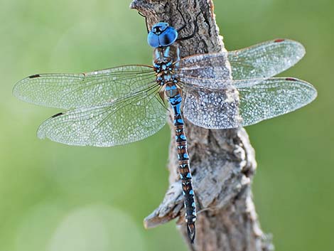 Blue-eyed Darner (Rhionaeschna multicolor)