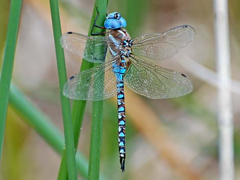 Blue-eyed Darner (Rhionaeschna multicolor)