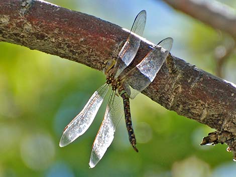 Blue-eyed Darner (Rhionaeschna multicolor)