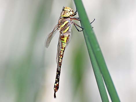 Blue-eyed Darner (Rhionaeschna multicolor)