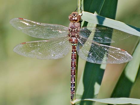 Blue-eyed Darner (Rhionaeschna multicolor)