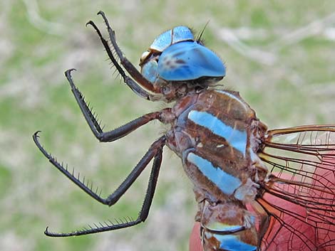 Blue-eyed Darner (Rhionaeschna multicolor)