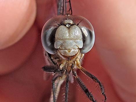 Pale-faced Clubskimmer (Brechmorhoga mendax)