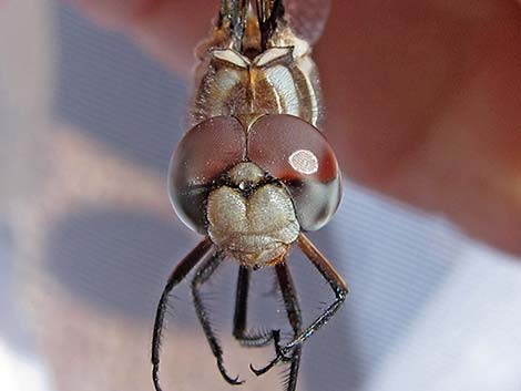 Pale-faced Clubskimmer (Brechmorhoga mendax)