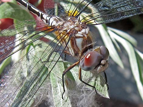 Pale-faced Clubskimmer (Brechmorhoga mendax)