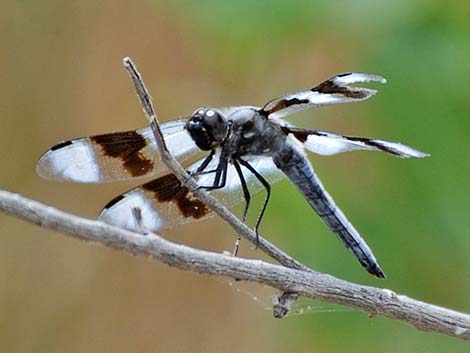 Eight-spotted Skimmer (Libellula forensis)