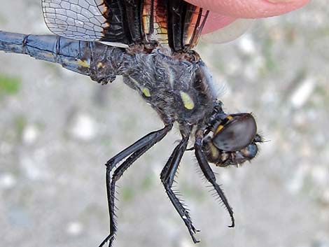 Eight-spotted Skimmer (Libellula forensis)