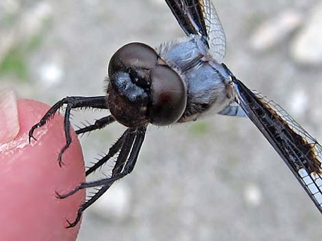 Eight-spotted Skimmer (Libellula forensis)