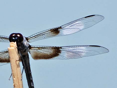 Widow Skimmer (Libellula luctuosa)