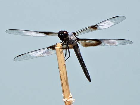 Widow Skimmer (Libellula luctuosa)