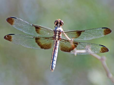 Widow Skimmer (Libellula luctuosa)