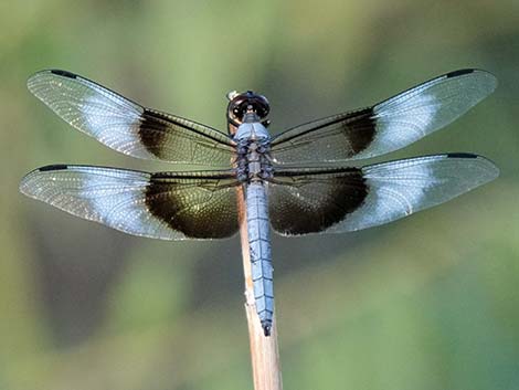 Widow Skimmer (Libellula luctuosa)