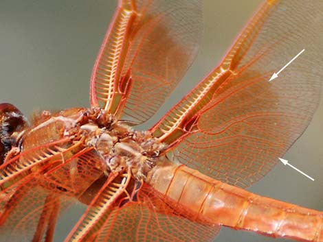 Flame Skimmer (Libellula saturata)