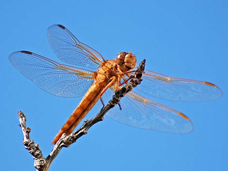 Flame Skimmer (Libellula saturata)