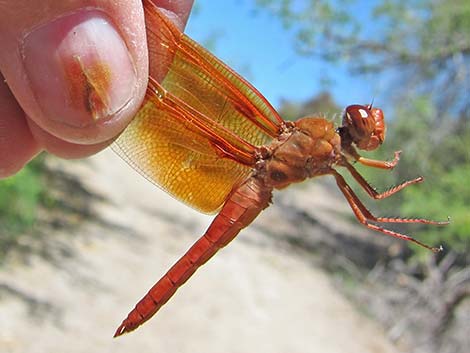 Flame Skimmer (Libellula saturata)