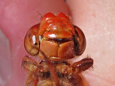 Flame Skimmer (Libellula saturata)