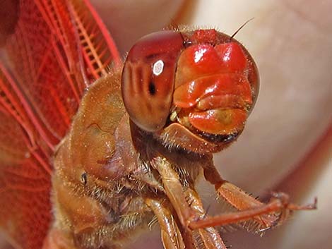 Flame Skimmer (Libellula saturata)