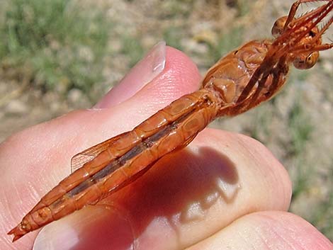 Flame Skimmer (Libellula saturata)