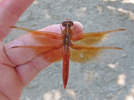 Flame Skimmer (Libellula saturata)