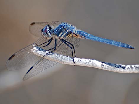 Blue Dasher (Pachydiplax longipennis)