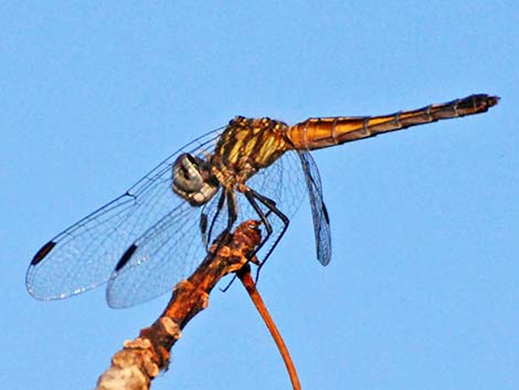 Blue Dasher (Pachydiplax longipennis)