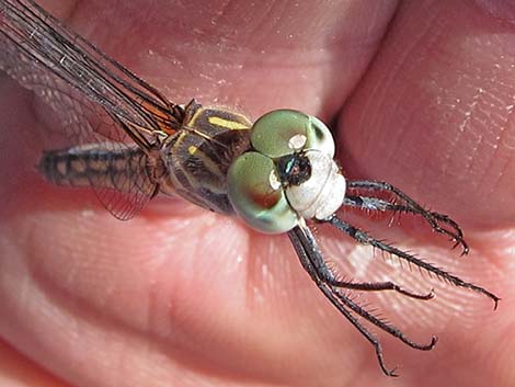 Blue Dasher (Pachydiplax longipennis)