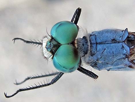 Blue Dasher (Pachydiplax longipennis)