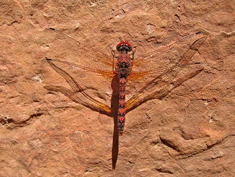 Red Rock Skimmer (Paltothemis lineatipes)