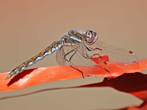 Variegated Meadowhawk (Sympetrum corruptum)