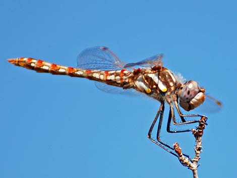 Variegated Meadowhawk (Sympetrum corruptum)