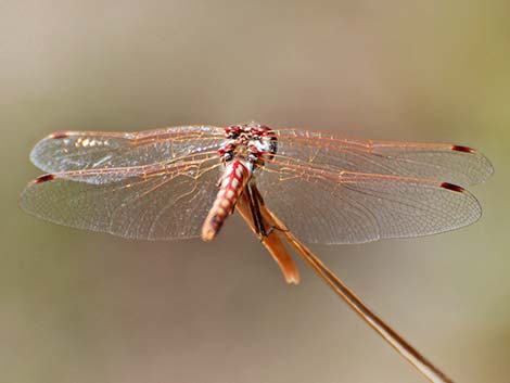 Variegated Meadowhawk (Sympetrum corruptum)