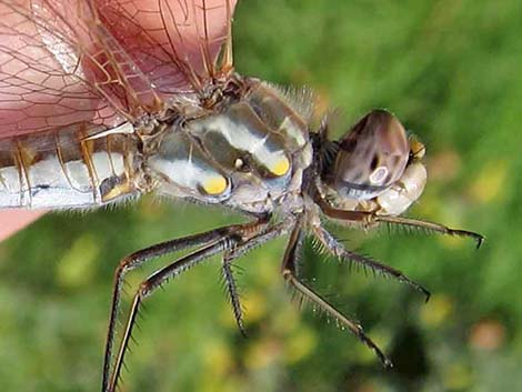 Variegated Meadowhawk (Sympetrum corruptum)