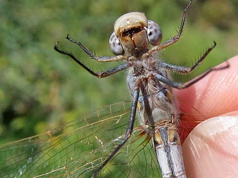 Variegated Meadowhawk (Sympetrum corruptum)