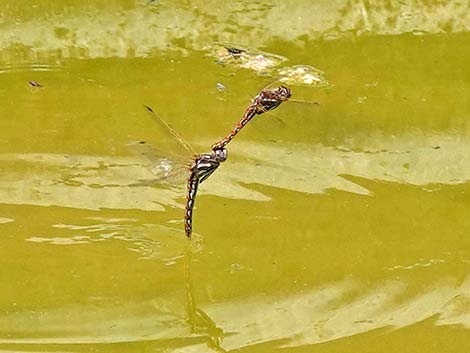 Variegated Meadowhawk (Sympetrum corruptum)