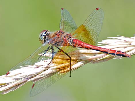 Band-winged Meadowhawk (Sympetrum semicinctum)