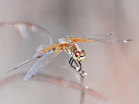 Band-winged Meadowhawk (Sympetrum semicinctum)